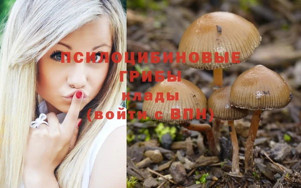 прущие грибы Покровск